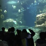 Sortie à l'aquarium de Paris